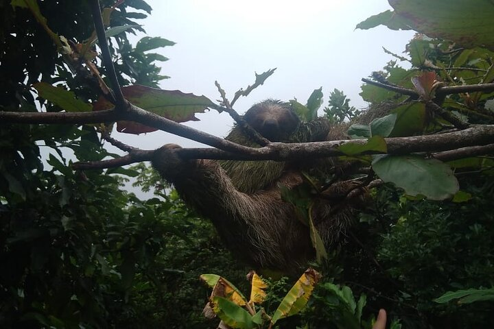 Wildlife rainforest Hiking sloths & Chocolate -Coffee tour - Photo 1 of 25